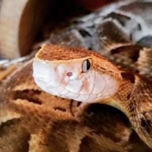 Brazilian Lancehead (Bothrops moojeni) close-up
