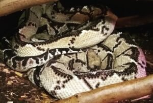 Central American Bushmaster (Lachesis stenophrys) breeding pair on exhibit
