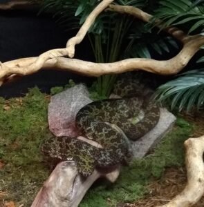 Mangshan Viper (Protobothrops mangshanensis)
