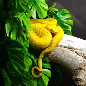 Eyelash Viper (Bothriechis schlegelii) the yellow "oropel" on exhibit