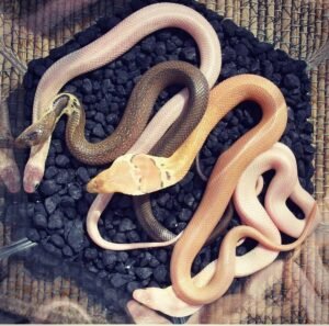 Trio of Monocled Cobra morphs (Naja kaouthia) Blizzard, Leucistic, Sunset, and normal morph