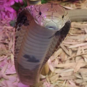 King Cobra (Ophiophagus bungarus)