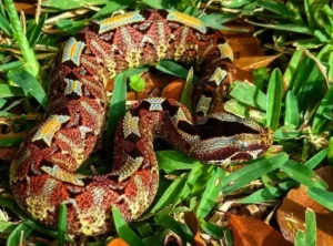 Rhino Viper (Bitis nasicornis)