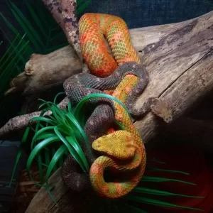 Eyelash Viper (Bothriechis schlegelii)