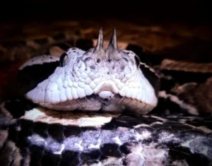 West African Gaboon Viper (Bitis rhinoceros)