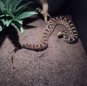 Batwing Hybrid Rattlesnake (Crotalus hybrid) "Big Boy" in enclosure