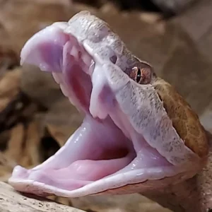 Copperhead fang stretch (Agkistrodon contortrix)