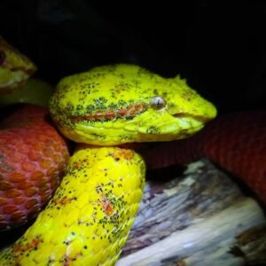 Eyelash Viper (Bothriechis schlegelii)