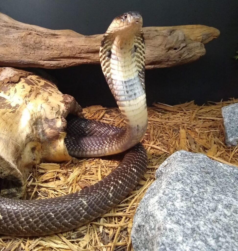 Services – The Serpent Center at Venom Central