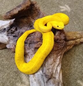 Eyelash Viper (Bothriechis schlegelii) the yellow "oropel" on exhibit