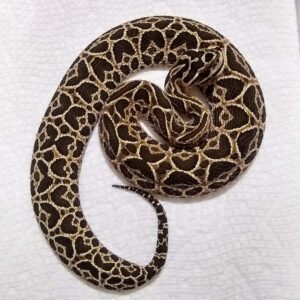 Urutu (Bothrops alternatus) neonate