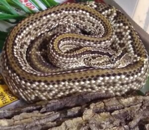 Striped-phase Juvenile Neotropical Rattlesnake (Crotalus cumanensis)