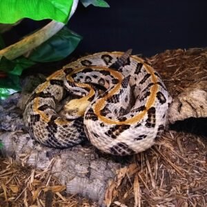 Timber 'Canebrake' Rattlesnake (Crotalus horridus)