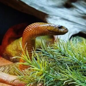 Inland Taipan (Oxyuranus microlepidotus)