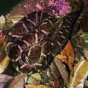Whitetail Lancehead (Bothrops leucurus) female exhibit