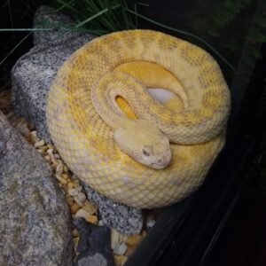 Albino Western Diamondback Rattlesnake (Crotalus atrox)