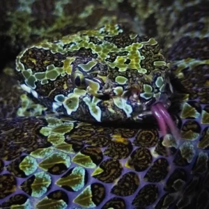 Mangshan Viper (Protobothrops mangshanensis) on exhibit