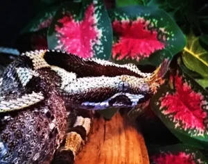 Rhino Viper (Bitis nasicornis)