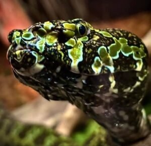 Mangshan Viper (Protobothrops mangshanensis) - male specimen on exhibit