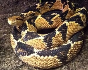 South American Bushmaster (Lachesis muta)