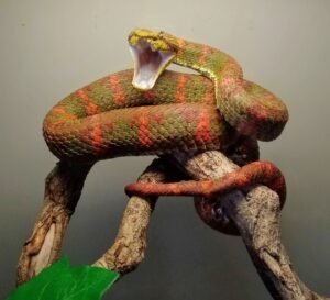 Eyelash Viper (Bothriechis schlegelii) Gaping