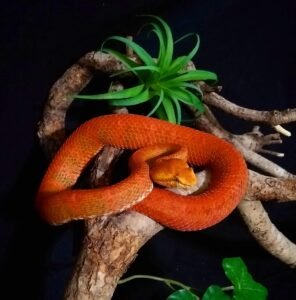 Eyelash Viper (Bothriechis schlegelii)