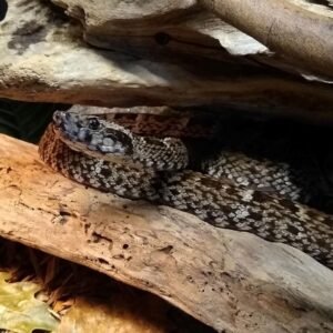 Whitetail Lancehead (Bothrops leucurus) male exhibit