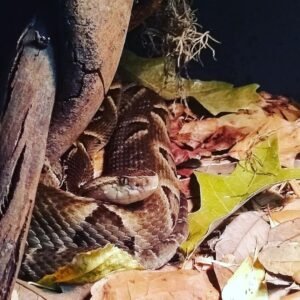 Brazilian Lancehead (Bothrops moojeni in exhibit)