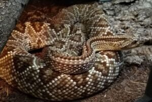 Neotropical Rattlesnake (Crotalus cumanensis)